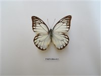 藏品(鋸粉蝶)的圖片